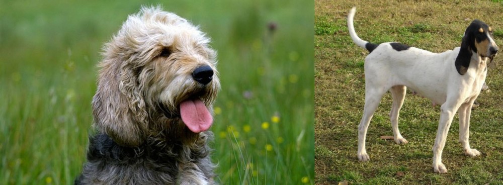 Petit Gascon Saintongeois vs Otterhound - Breed Comparison