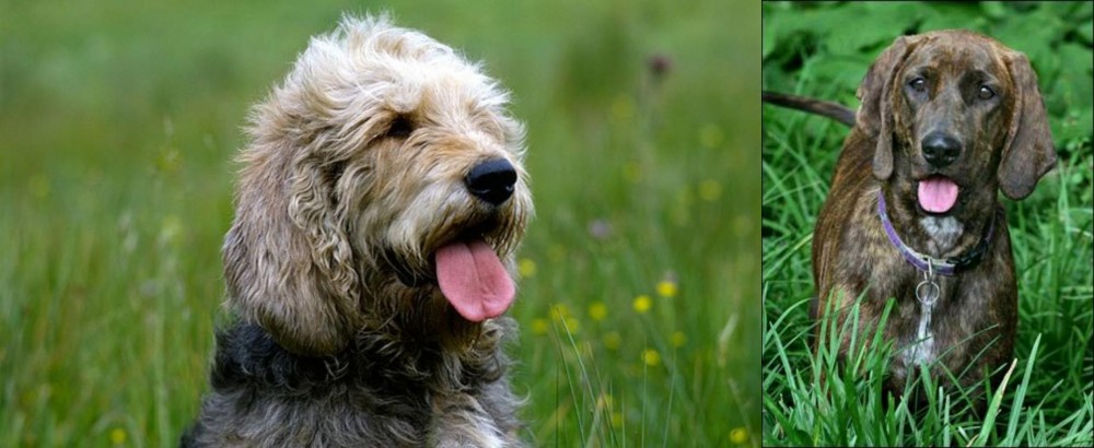Plott Hound vs Otterhound - Breed Comparison