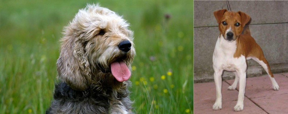 Plummer Terrier vs Otterhound - Breed Comparison