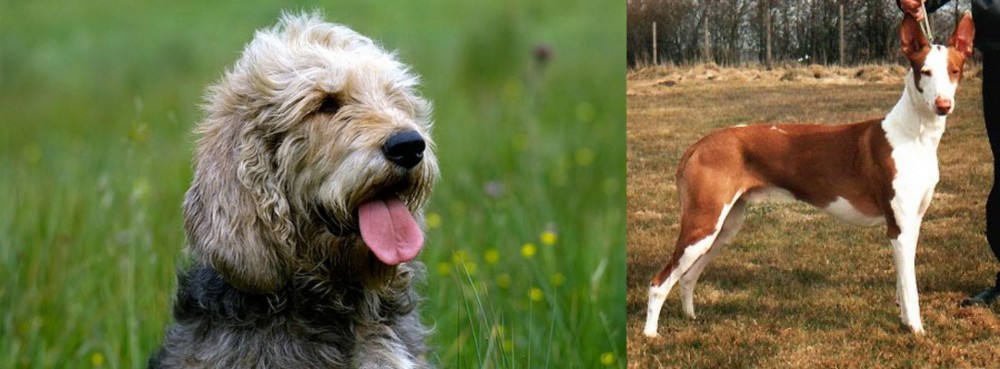 Podenco Canario vs Otterhound - Breed Comparison