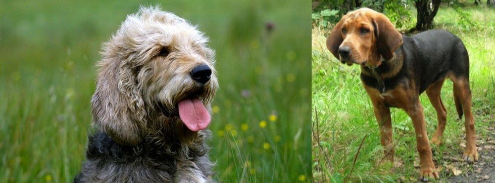 Polish Hound vs Otterhound - Breed Comparison