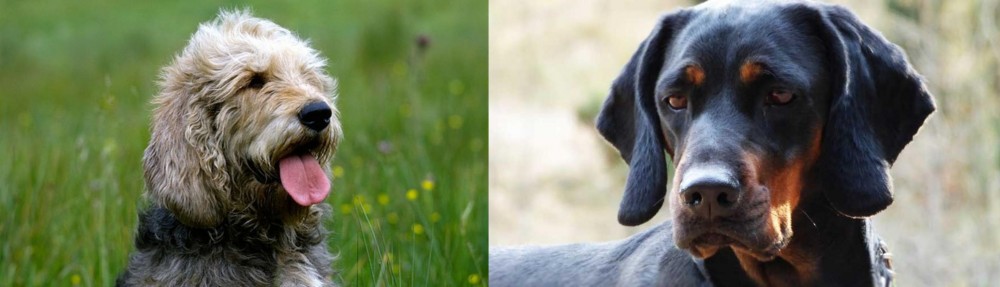 Polish Hunting Dog vs Otterhound - Breed Comparison