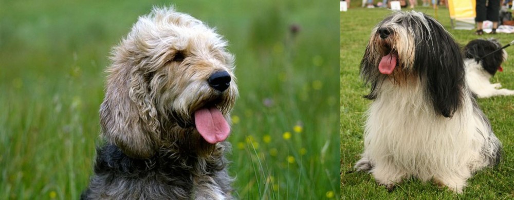 Polish Lowland Sheepdog vs Otterhound - Breed Comparison