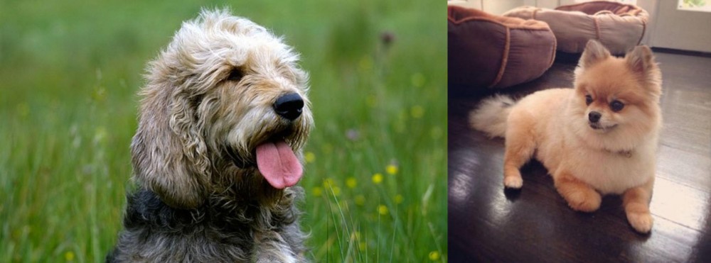 Pomeranian vs Otterhound - Breed Comparison