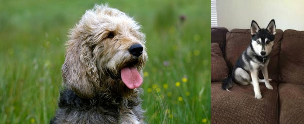Pomsky vs Otterhound - Breed Comparison