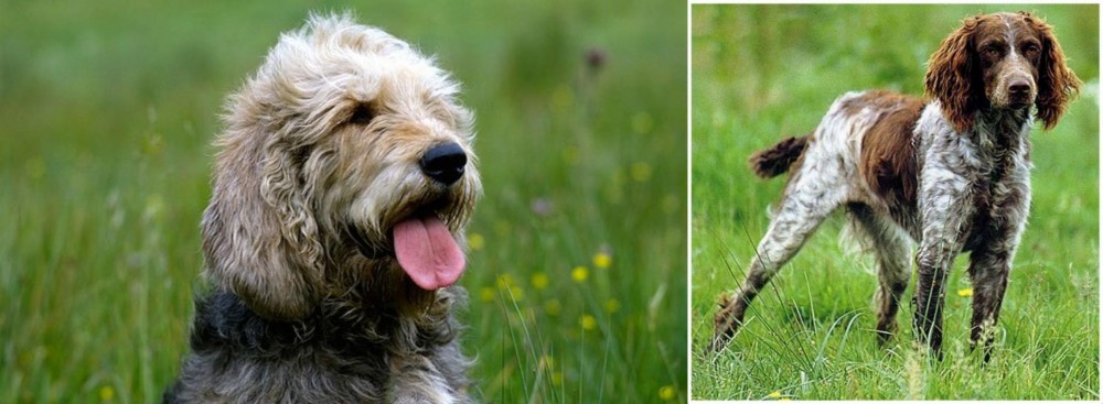 Pont-Audemer Spaniel vs Otterhound - Breed Comparison