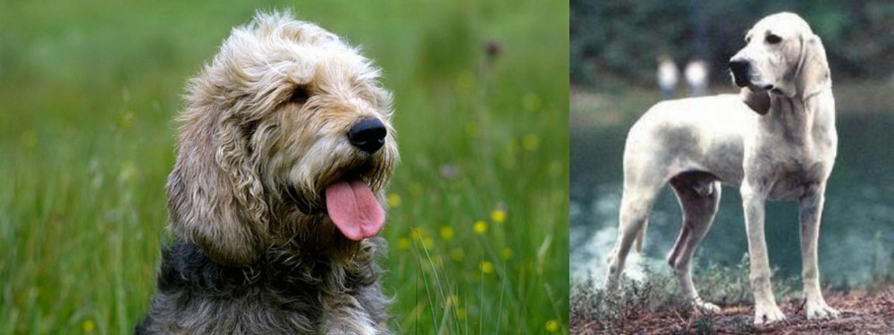 Porcelaine vs Otterhound - Breed Comparison