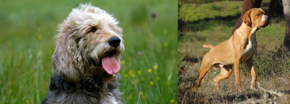 Portuguese Pointer vs Otterhound - Breed Comparison