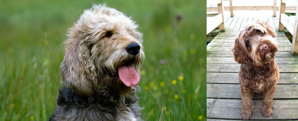 Portuguese Water Dog vs Otterhound - Breed Comparison