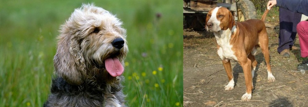 Posavac Hound vs Otterhound - Breed Comparison
