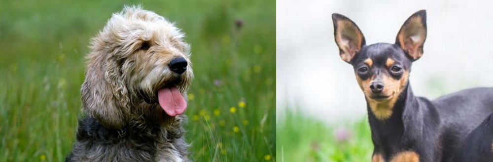 Prazsky Krysarik vs Otterhound - Breed Comparison