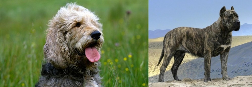 Presa Canario vs Otterhound - Breed Comparison