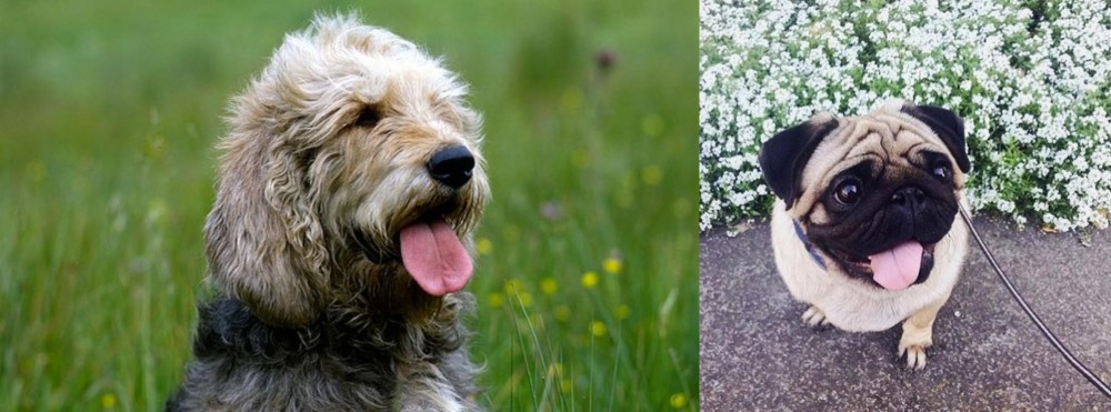 Pug vs Otterhound - Breed Comparison