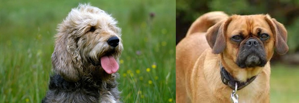Pugalier vs Otterhound - Breed Comparison