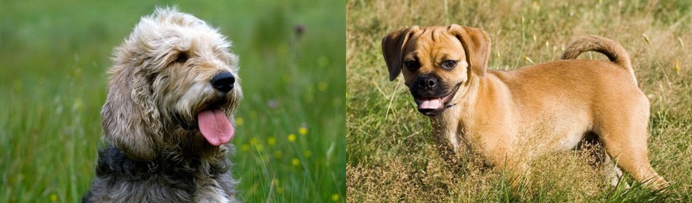 Puggle vs Otterhound - Breed Comparison