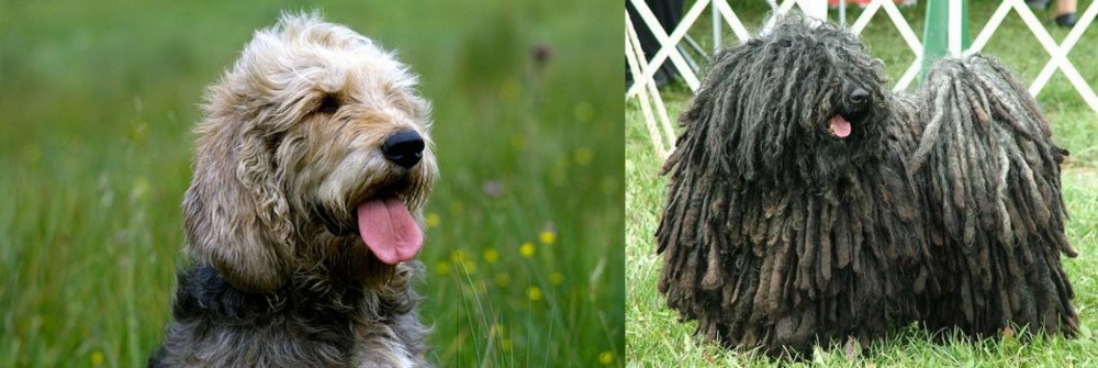 Puli vs Otterhound - Breed Comparison
