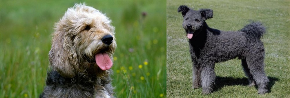 Pumi vs Otterhound - Breed Comparison