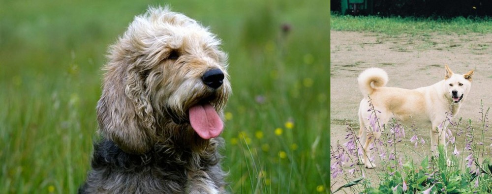 Pungsan Dog vs Otterhound - Breed Comparison