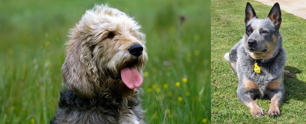 Queensland Heeler vs Otterhound - Breed Comparison