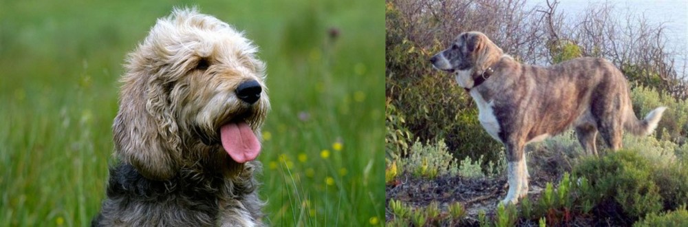 Rafeiro do Alentejo vs Otterhound - Breed Comparison