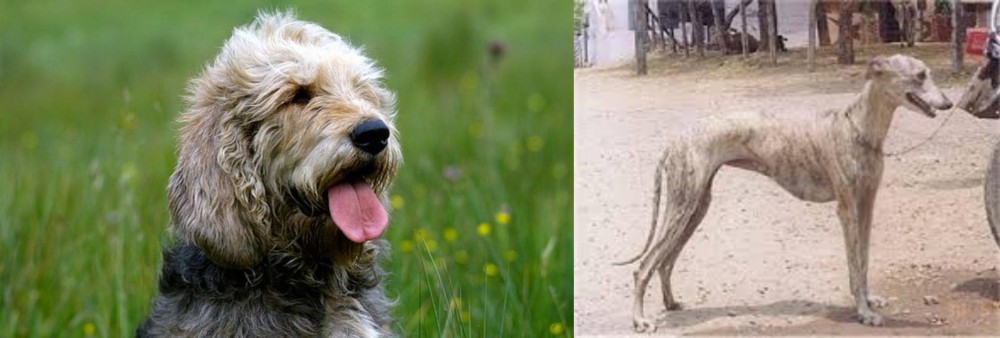 Rampur Greyhound vs Otterhound - Breed Comparison