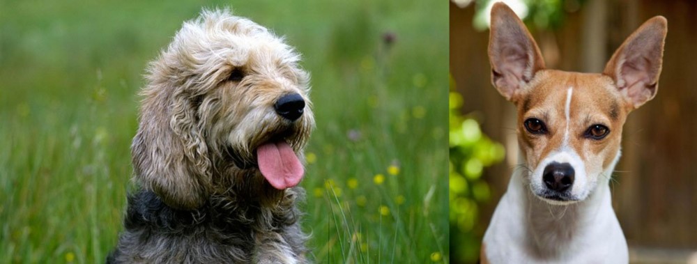 Rat Terrier vs Otterhound - Breed Comparison