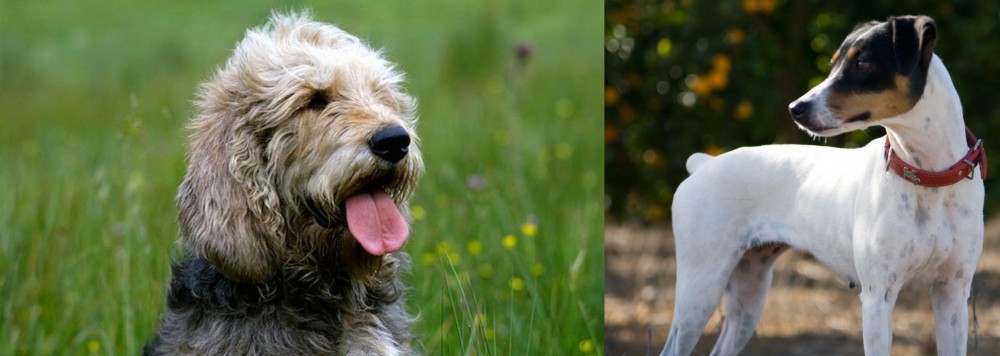 Ratonero Bodeguero Andaluz vs Otterhound - Breed Comparison