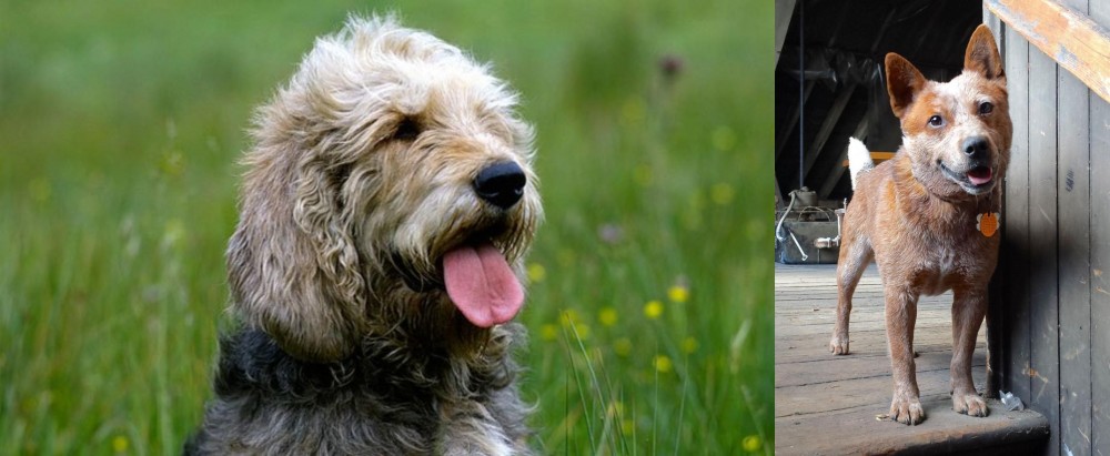 Red Heeler vs Otterhound - Breed Comparison