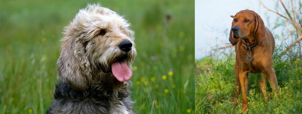Redbone Coonhound vs Otterhound - Breed Comparison