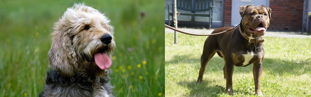 Renascence Bulldogge vs Otterhound - Breed Comparison