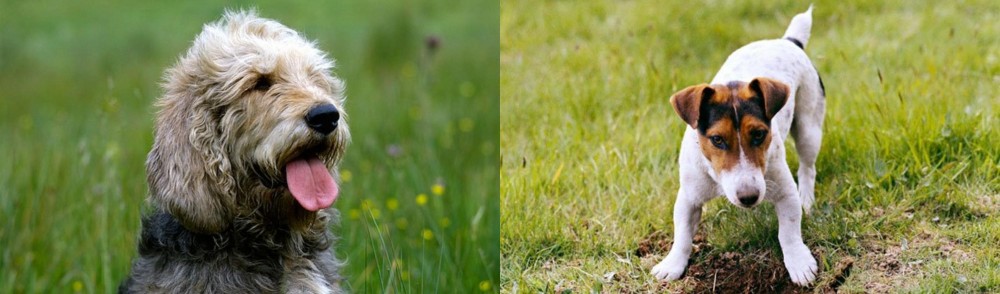 Russell Terrier vs Otterhound - Breed Comparison