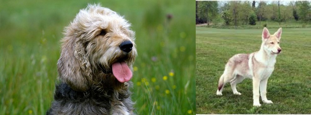 Saarlooswolfhond vs Otterhound - Breed Comparison