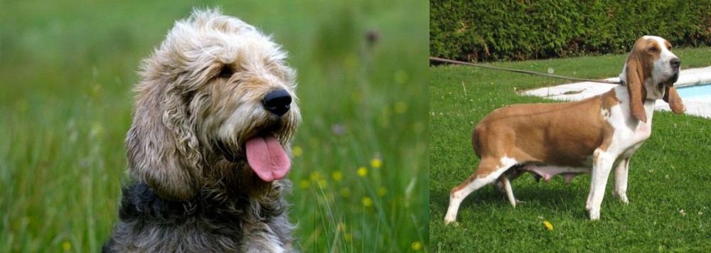 Sabueso Espanol vs Otterhound - Breed Comparison