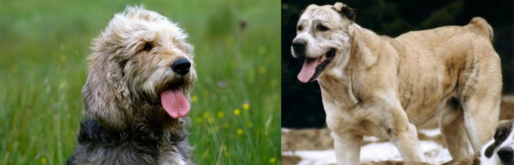 Sage Koochee vs Otterhound - Breed Comparison