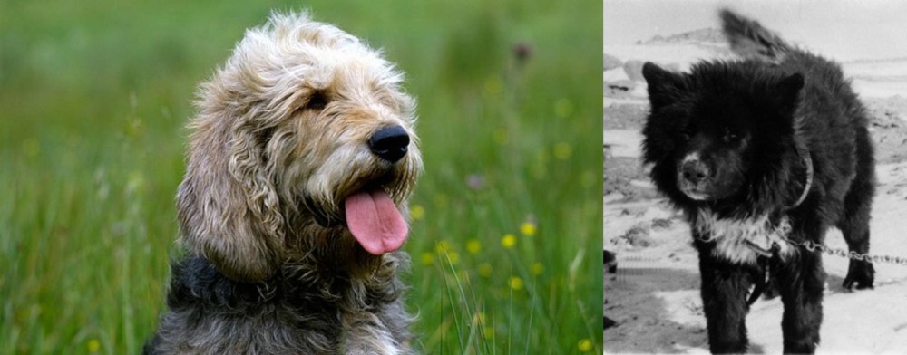 Sakhalin Husky vs Otterhound - Breed Comparison