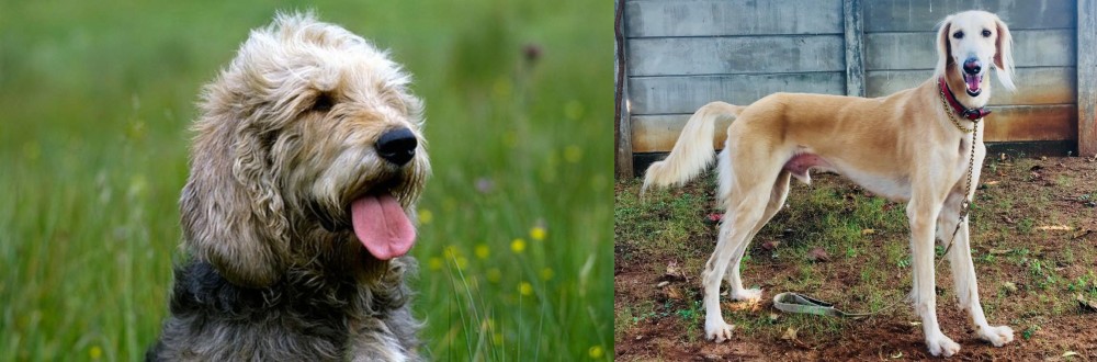 Saluki vs Otterhound - Breed Comparison