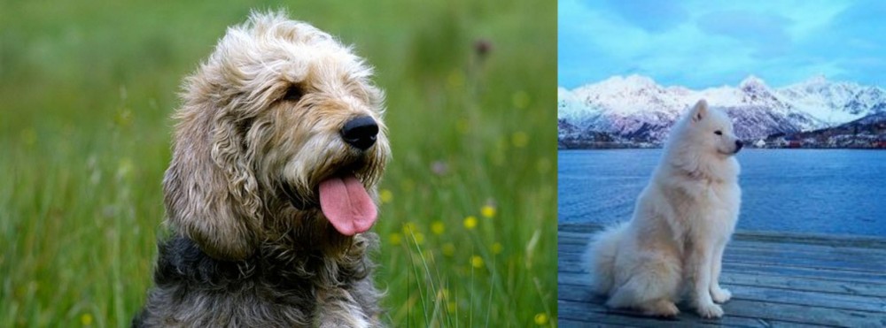 Samoyed vs Otterhound - Breed Comparison