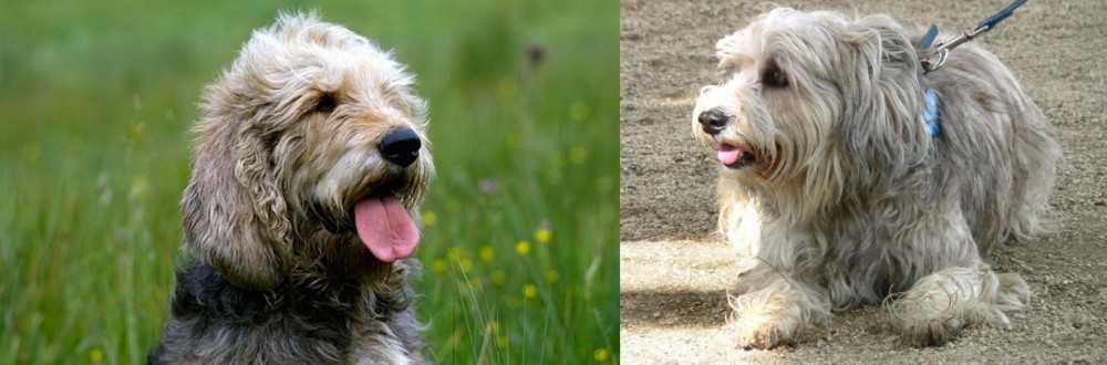 Sapsali vs Otterhound - Breed Comparison