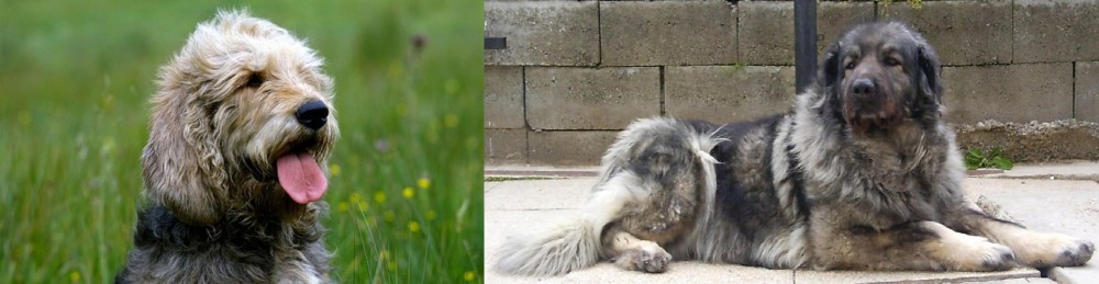 Sarplaninac vs Otterhound - Breed Comparison