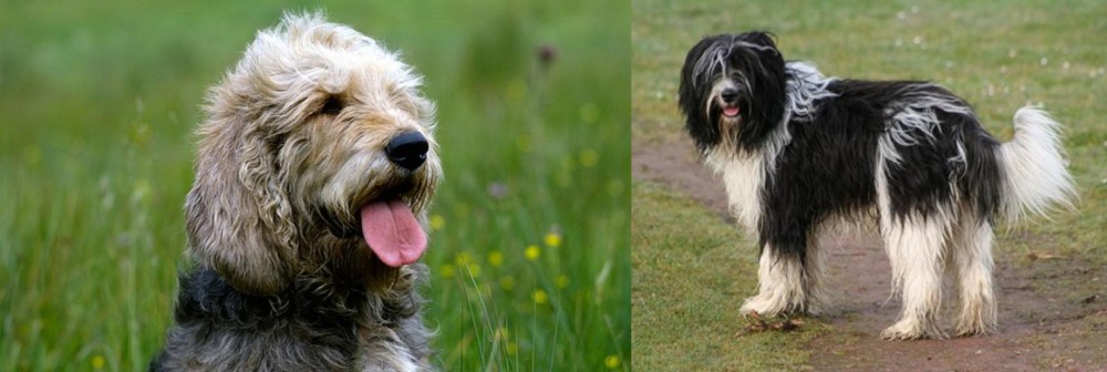 Schapendoes vs Otterhound - Breed Comparison