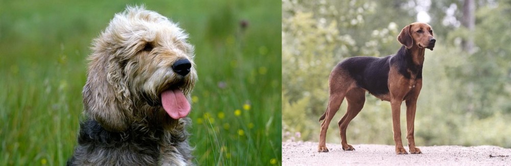 Schillerstovare vs Otterhound - Breed Comparison