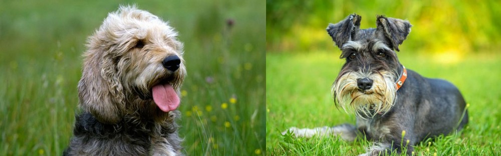 Schnauzer vs Otterhound - Breed Comparison