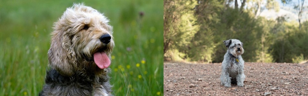 Schnoodle vs Otterhound - Breed Comparison