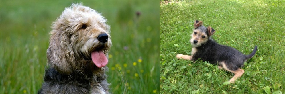 Schnorkie vs Otterhound - Breed Comparison