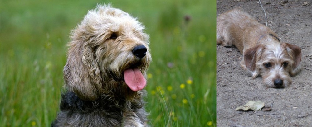 Schweenie vs Otterhound - Breed Comparison