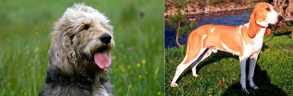 Schweizer Laufhund vs Otterhound - Breed Comparison