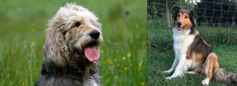 Scotch Collie vs Otterhound - Breed Comparison