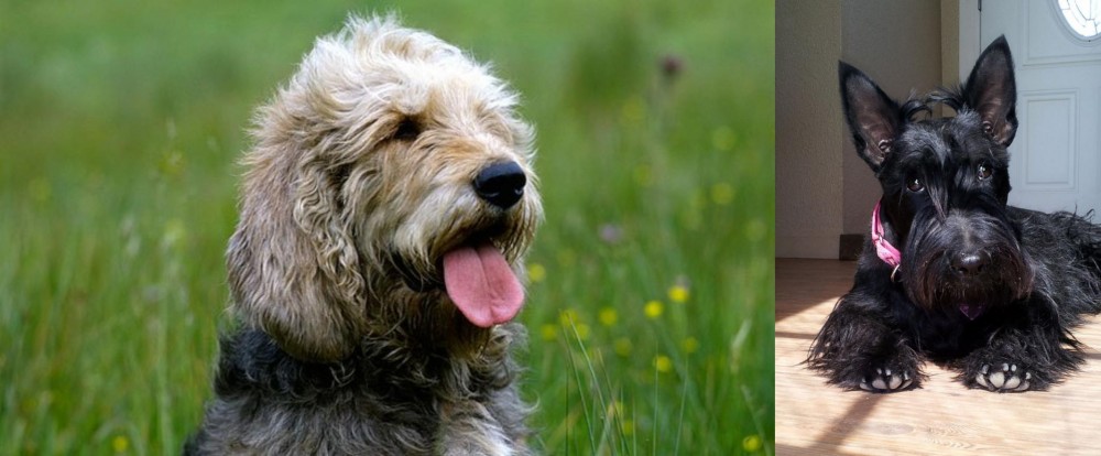 Scottish Terrier vs Otterhound - Breed Comparison