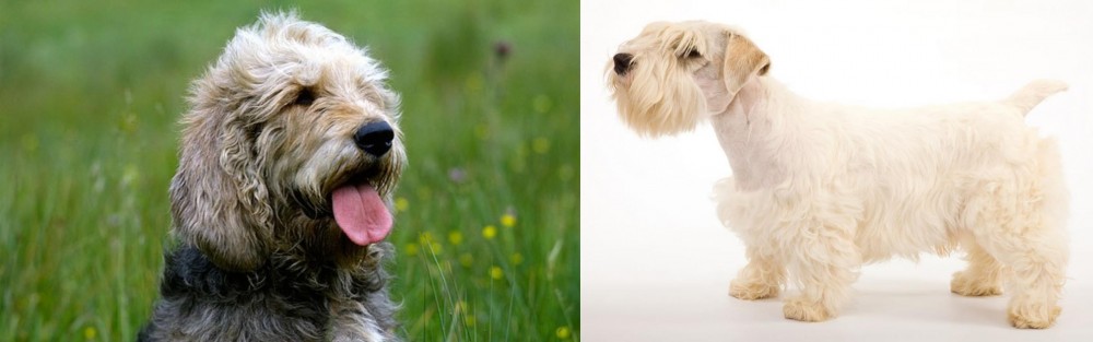 Sealyham Terrier vs Otterhound - Breed Comparison