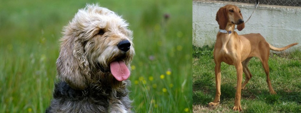 Segugio Italiano vs Otterhound - Breed Comparison